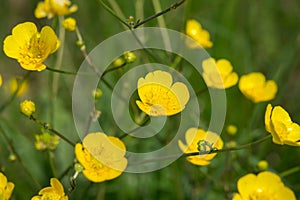 Ranunculus, buttercups,ÃÂ spearwortsÃÂ andÃÂ water crowfoots on the field photo